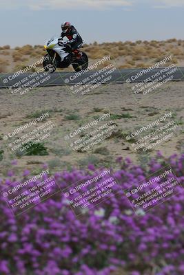 media/Jan-14-2023-SoCal Trackdays (Sat) [[497694156f]]/Turn 14 Exit Bloomig (145pm)/